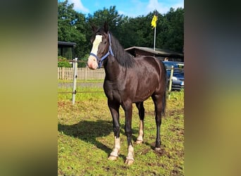 Weitere Ponys/Kleinpferde Mix, Wallach, 3 Jahre, 152 cm, Rappe