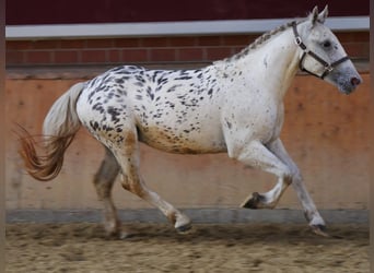 Weitere Ponys/Kleinpferde Mix, Wallach, 3 Jahre, 153 cm