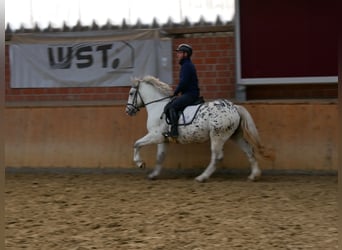 Weitere Ponys/Kleinpferde Mix, Wallach, 3 Jahre, 153 cm