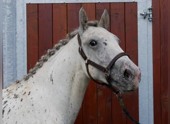 Weitere Ponys/Kleinpferde Mix, Wallach, 3 Jahre, 153 cm
