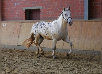 Weitere Ponys/Kleinpferde, Wallach, 3 Jahre, 153 cm