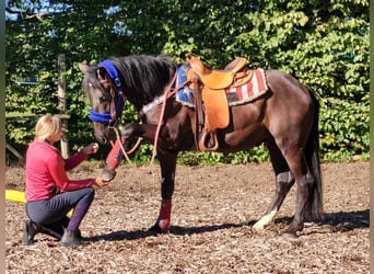 Weitere Ponys/Kleinpferde, Wallach, 3 Jahre, 153 cm, Rappe