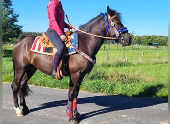 Weitere Ponys/Kleinpferde, Wallach, 3 Jahre, 153 cm, Rappe
