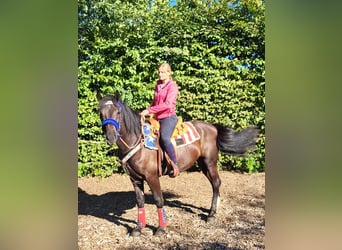 Weitere Ponys/Kleinpferde, Wallach, 3 Jahre, 153 cm, Rappe