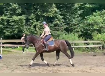 Weitere Ponys/Kleinpferde, Wallach, 3 Jahre, 156 cm, Dunkelbrauner