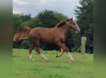 Weitere Ponys/Kleinpferde, Wallach, 3 Jahre