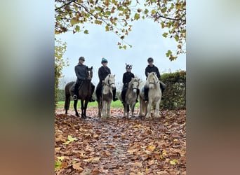 Weitere Ponys/Kleinpferde, Wallach, 4 Jahre, 116 cm, Kann Schimmel werden