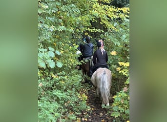 Weitere Ponys/Kleinpferde, Wallach, 4 Jahre, 116 cm, Kann Schimmel werden