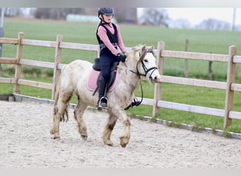 Weitere Ponys/Kleinpferde, Wallach, 4 Jahre, 121 cm, Roan-Red
