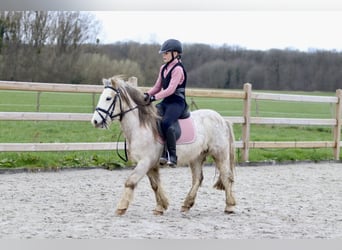 Weitere Ponys/Kleinpferde, Wallach, 4 Jahre, 121 cm, Roan-Red