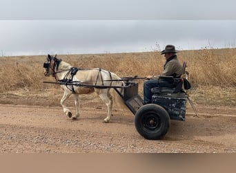 Weitere Ponys/Kleinpferde, Wallach, 4 Jahre, 132 cm, Buckskin