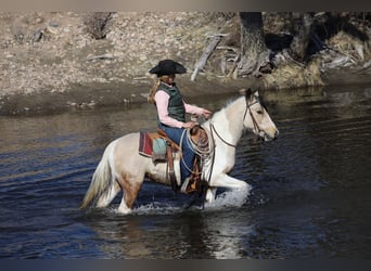 Weitere Ponys/Kleinpferde, Wallach, 4 Jahre, 132 cm, Buckskin