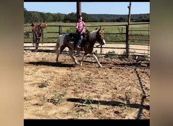 Weitere Ponys/Kleinpferde, Wallach, 4 Jahre, 132 cm, Buckskin