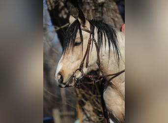 Weitere Ponys/Kleinpferde, Wallach, 4 Jahre, 132 cm, Buckskin