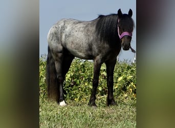 Weitere Ponys/Kleinpferde Mix, Wallach, 4 Jahre, 135 cm, Roan-Blue