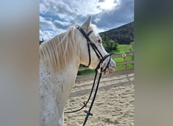 Weitere Ponys/Kleinpferde Mix, Wallach, 4 Jahre, 142 cm, Tigerschecke