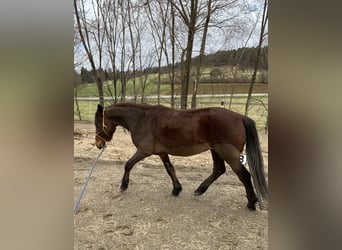 Weitere Ponys/Kleinpferde, Wallach, 4 Jahre, 144 cm, Brauner