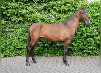 Weitere Ponys/Kleinpferde, Wallach, 4 Jahre, 146 cm