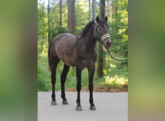Weitere Ponys/Kleinpferde, Wallach, 4 Jahre, 149 cm, Brauner