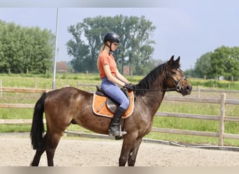 Weitere Ponys/Kleinpferde, Wallach, 4 Jahre, 152 cm, Brauner