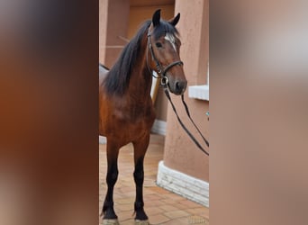 Weitere Ponys/Kleinpferde, Wallach, 4 Jahre, 152 cm, Brauner