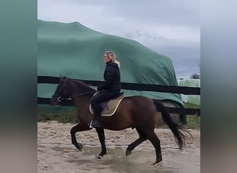 Weitere Ponys/Kleinpferde Mix, Wallach, 4 Jahre, 152 cm