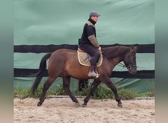 Weitere Ponys/Kleinpferde Mix, Wallach, 4 Jahre, 152 cm