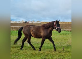 Weitere Ponys/Kleinpferde Mix, Wallach, 4 Jahre, 152 cm