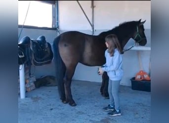 Weitere Ponys/Kleinpferde Mix, Wallach, 4 Jahre, 152 cm