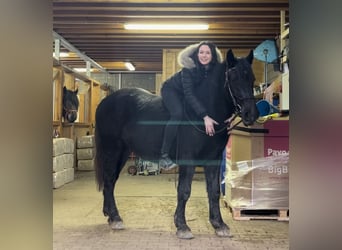 Weitere Ponys/Kleinpferde, Wallach, 4 Jahre, 153 cm, Rappe