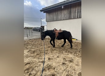Weitere Ponys/Kleinpferde, Wallach, 4 Jahre, 153 cm, Rappe