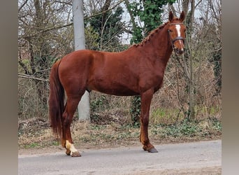 Weitere Ponys/Kleinpferde, Wallach, 4 Jahre, 155 cm, Fuchs
