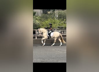 Weitere Ponys/Kleinpferde, Wallach, 4 Jahre, 158 cm, Perlino