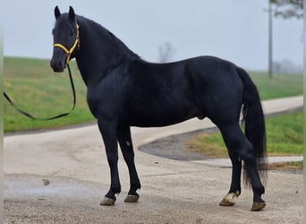 Weitere Ponys/Kleinpferde, Wallach, 4 Jahre, 165 cm, Rappe
