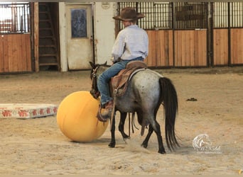 Weitere Ponys/Kleinpferde, Wallach, 4 Jahre, 97 cm, Roan-Blue