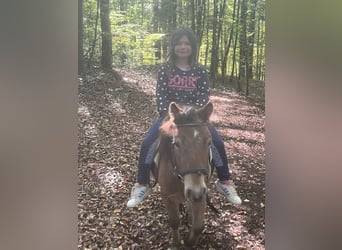 Weitere Ponys/Kleinpferde, Wallach, 5 Jahre, 102 cm, Braunfalbschimmel