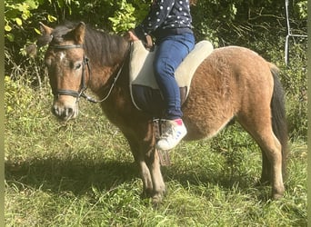 Weitere Ponys/Kleinpferde, Wallach, 5 Jahre, 102 cm, Braunfalbschimmel
