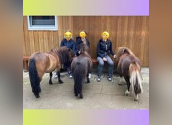 Weitere Ponys/Kleinpferde, Wallach, 5 Jahre, 110 cm
