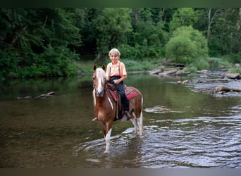 Weitere Ponys/Kleinpferde, Wallach, 5 Jahre, 112 cm