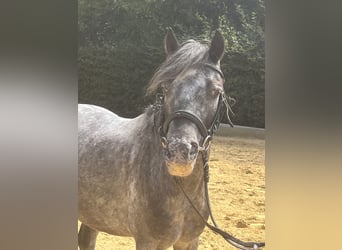 Weitere Ponys/Kleinpferde, Wallach, 5 Jahre, 125 cm, Rappschimmel