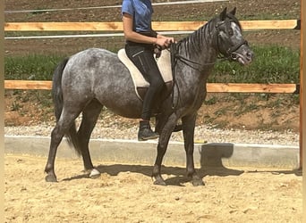 Weitere Ponys/Kleinpferde, Wallach, 5 Jahre, 125 cm, Rappschimmel