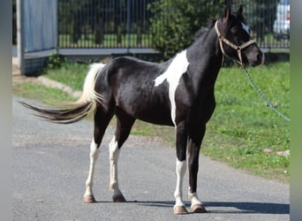 Weitere Ponys/Kleinpferde, Wallach, 5 Jahre, 125 cm, Schecke