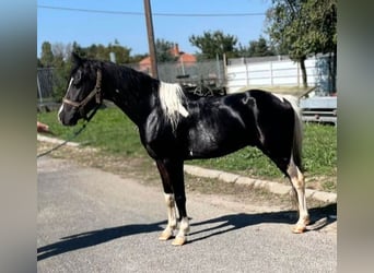 Weitere Ponys/Kleinpferde, Wallach, 5 Jahre, 125 cm, Schecke