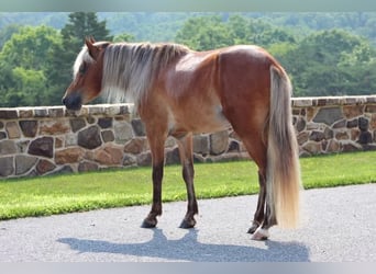 Weitere Ponys/Kleinpferde, Wallach, 5 Jahre, 130 cm, Rotfuchs