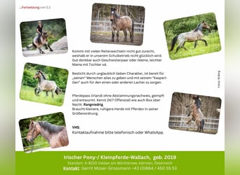 Weitere Ponys/Kleinpferde, Wallach, 5 Jahre, 132 cm, Roan-Red