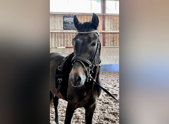 Weitere Ponys/Kleinpferde, Wallach, 5 Jahre, 140 cm