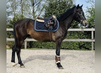 Weitere Ponys/Kleinpferde, Wallach, 5 Jahre, 140 cm