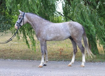 Weitere Ponys/Kleinpferde, Wallach, 5 Jahre, 140 cm, Schimmel
