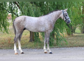 Weitere Ponys/Kleinpferde, Wallach, 5 Jahre, 140 cm, Schimmel