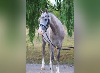 Weitere Ponys/Kleinpferde, Wallach, 5 Jahre, 140 cm, Schimmel